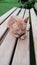 Beautiful dreamstime image of a light brown haired cat sitting on a wooden bench in the garden.