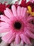 Beautiful dreamstime images of Pink colour sunflowers