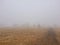 Beautiful dreamy autumn rural landscape of foggy morning. Dirt road through the field to the trees in the distance, shrouded in