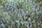 Beautiful dreamy blue flowers field full frame