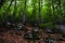 Beautiful dreamy forest landscape of beech forest covered in leaves