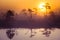A beautiful, dreamy morning scenery of sun rising above a misty marsh. Colorful, artistic look.