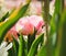 Beautiful dreamy pastel pink tulip