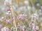 Beautiful dreamy red pink wild flowers, blurry background