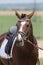 Beautiful dressage horse portrait at a rural dressage hall open air