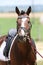 Beautiful dressage horse portrait at a rural dressage hall open air