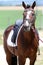 Beautiful dressage horse portrait at a rural dressage hall open air