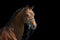 Beautiful dressage stallion isolated on black background