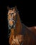 Beautiful dressage stallion isolated on black background