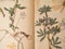 Beautiful dried flowers in notebook background, Wild dried meadow flowers, herbal medicine