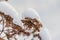 The beautiful dried orange and yellow flowers sedum telephium with white snow are on the white blurred background in winter