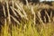 Beautiful dried spikelets in morning sunlight - photo with selective focus