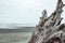 Beautiful driftwood, roots and trunks of huge douglas fir trees, in La Push beach