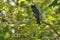 beautiful Drongo Birds