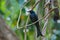 beautiful Drongo Birds