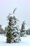 Beautiful droopy evergreen with one side draped in heavy snow in park with bench and other trees behind -almost monotone