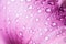 Beautiful drop of water on pink petals.