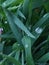 These beautiful droplets on the green leaves represent the sky.