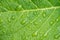 beautiful droplets after rain on a green leaf