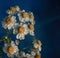 Beautiful drops on chamomile flowers in front of dark blue background