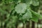 Beautiful drops of transparent rainwater on a green leaf.Raindrops texture in nature.Natural background.Fresh green nature after