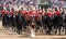 Beautiful drum horse with Household Cavalry behind, taking part in the Trooping the Colour ceremony, London UK