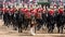 Beautiful drum horse with Household Cavalry behind, taking part in the Trooping the Colour ceremony, London UK