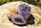 A beautiful druse and geode of amethyst and druse of citrine lie on a stone. Crystals of semi-precious stones in the sun