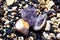 A beautiful druse and geode of amethyst and druse of citrine lie on wet stones on the seashore. Crystals of semi-precious stones