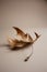 Beautiful dry autumn leaf on a light gray background with blurred effect. Trending concept of neutral colors for mockup.