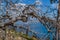 Beautiful dry dead bare smooth tree with twisting branches after fire. Blue Baikal lake. Sky with clouds. Siberia nature