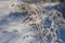 Beautiful dry grass branch covered with white frost in the snow sparkles in the sun during the winter