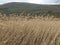 Beautiful dry sedge grass on the wind in the vally of river RaÅ¡a