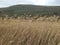 Beautiful dry sedge grass on the wind in the vally of river RaÅ¡a