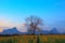 beautiful dry tree branch against colorful dusky sky and sunflowers field below use as natural background ,backdrop