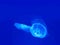 Beautiful Dual Moon Jellyfish Swim Underwater