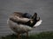 Beautiful Duck bathing on the bank of Central Park Lake, Carmel, Indiana