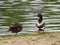 Beautiful duck colored feathers water swim beak