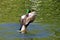 Beautiful duck flaps its wings over the water.