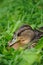 Beautiful duck lying in the grass.