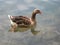 Beautiful duck relaxed in a quiet water and crystalline lake under the sunlight