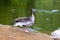 Beautiful duck standing on the lake shore. Duck meat, food. Bird hunting. Poultry, farm in the village. Waterfowl birds
