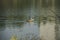 a beautiful duck swam while fishing