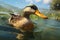 Beautiful duck swimming in the water - Ai Generated