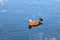 Beautiful duck swims in the blue water