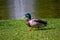 Beautiful duck walks along the grass near the pond