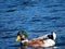 a beautiful duckling with brown feathers and a green head swimming in calm water on a sunny day