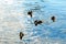 Beautiful ducklings on Galves lake coast