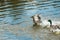 Beautiful ducks with the cut off wings float on a lake and try to fly up close