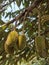 Beautiful durian fruit on the tree, beautiful view